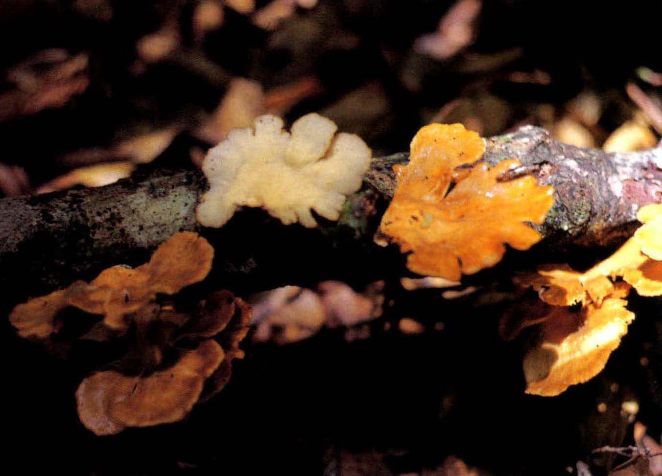 Polyporus Spatulstus(Jungh.)Comer